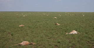 Illustration for article titled Over 120,000 Saiga Antelopes Have Inexplicably Died Since Mid-May
